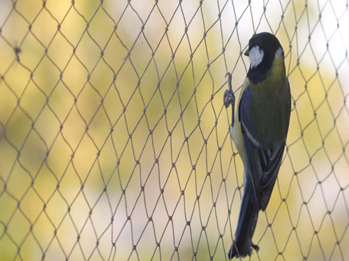 pigeon safety nets in chennai